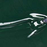 A swatch of the color MIDNIGHT PINE.